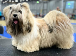 JCH. QUENTIN Ivepet, Lhasa Apso