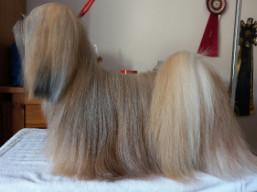C.I.B. NORTE Ivepet, Lhasa Apso