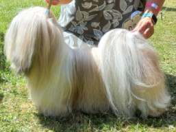 CH.QAROLCO Ivepet, Lhasa Apso