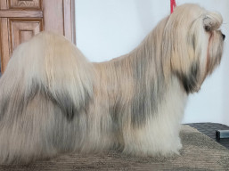 VAL KILMER Ivepet, Lhasa Apso