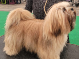https://www.lhasaapso-ivepet.sk/preview/male_29.jpg