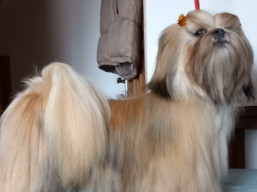 https://www.lhasaapso-ivepet.sk/preview/male_30.jpg