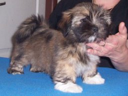 GLAMOROUS Ivepet, Lhasa Apso