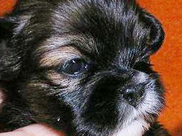 šteniatka..., Lhasa Apso