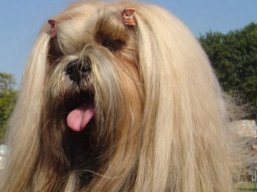 ICH. MultiCH. CLAVIUS Ivepet, Lhasa Apso