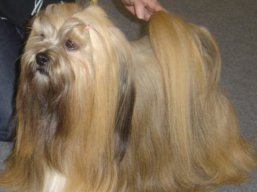 ICH. MultiCH. YANGADOO'S MONTOYA, Lhasa Apso