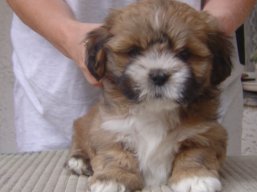 ... šteniatka sú na svete !!, Lhasa Apso