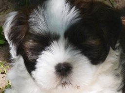 WHITE PANDA Ivepet, Lhasa Apso