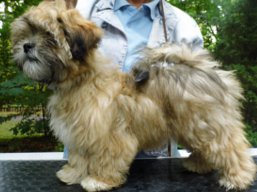 XANTHE Ivepet, Lhasa Apso