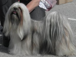 C.I.B. MultiCH. LUCKY GIRL Stará Bašta, Lhasa Apso