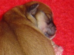 Vianočné šteniatka, Lhasa Apso