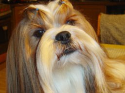 C.I.B. KENZO IVEPET Lhamco Laco, Lhasa Apso