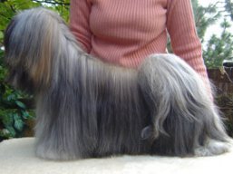 JCH. VANDA Ivepet, Lhasa Apso