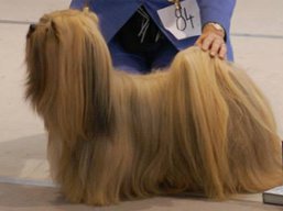 C.I.B. YANGADOO'S MONTOYA, Lhasa Apso