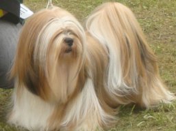 C.I.B. KENZO IVEPET Lhamco Laco, Lhasa Apso