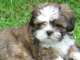 Naša Kiki, Lhasa Apso
