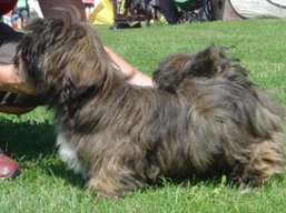 ZENON Ivepet, Lhasa Apso