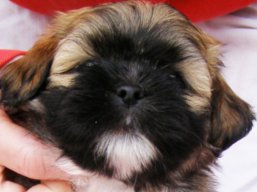 BOTSWANA Ivepet, Lhasa Apso