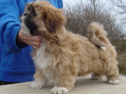 BRUNEI Ivepet, Lhasa Apso