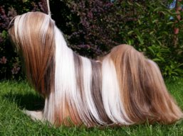 C.I.B. KENZO IVEPET Lhamco Laco, Lhasa Apso