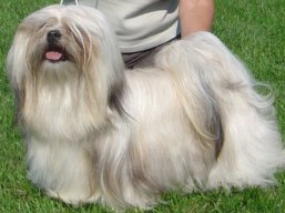 CH. JCH. XANTHE Ivepet, Lhasa Apso