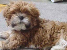 Očakávame šteniatka, Lhasa Apso