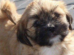 MICHIO IVEPET Shiro Sho, Lhasa Apso