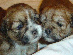 Nový vrh, Lhasa Apso