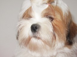 DANTE Ivepet, Lhasa Apso
