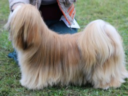 JCH. BRUNEI Ivepet, Lhasa Apso