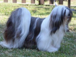 GrandCH. CH. WITH YOU FOREVER Ivepet, Lhasa Apso