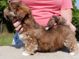 EVERYBODY LOVES ME Ivepet, Lhasa Apso