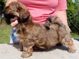 ELLIOT Ivepet, Lhasa Apso