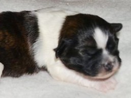 F šteniatka..., Lhasa Apso