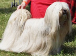 C.I.B. XANTHE Ivepet, Lhasa Apso
