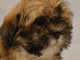 HERMES Ivepet, Lhasa Apso