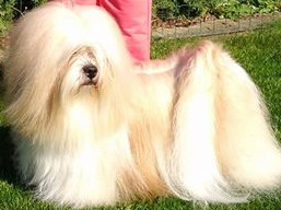 JCH. DARTAGNAN Ivepet, Lhasa Apso