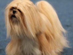 C.I.B.BRUNEI Ivepet, Lhasa Apso