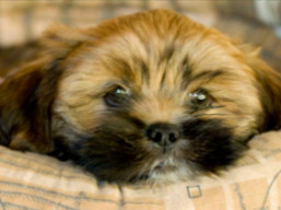 Šteniatka..., Lhasa Apso