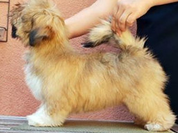 ARMANI IVEPET Latgate, Lhasa Apso