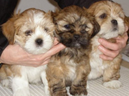 Máme šteniatka !!, Lhasa Apso