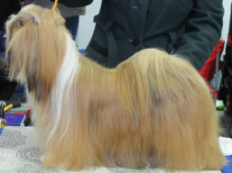 CH. JCH. HÉRA Ivepet, Lhasa Apso