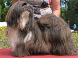 CH. JCH. GRETA GARBO Ivepet, Lhasa Apso