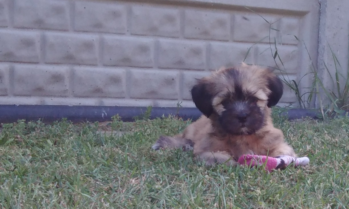 LOVE YOU LEXI Ivepet, Lhasa Apso