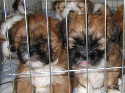 šteniatka ..., Lhasa Apso