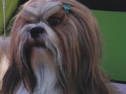 C.I.B. HÉRA Ivepet, Lhasa Apso