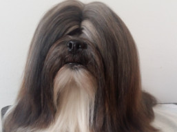 C.I.B. GRETA GARBO Ivepet, Lhasa Apso
