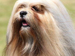 C.I.B. ARMANI IVEPET Latgate, Lhasa Apso