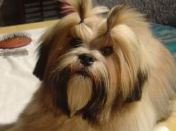 Letné šteniatka.., Lhasa Apso