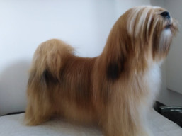 PARIS Ivepet, Lhasa Apso